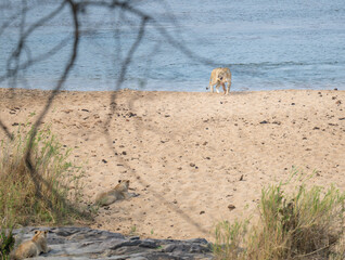 Afrikanische Tiere Löwe im Busch vom Krüger National Park - Kruger Nationalpark Südafrika © Mathis