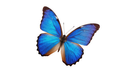 Isolated stunning vibrant blue tropical butterfly with delicate spread wings, a symbol of beauty. © Diego