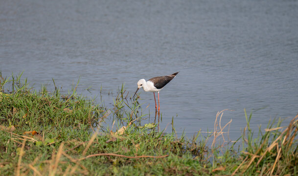 Afrikanische Tiere Stelzenl&auml;ufer - Black Winged Stilt im Busch vom Kr&uuml;ger National Park - Kruger Nationalpark S&uuml;dafrika