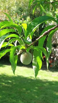 p&ecirc;che encore verte sur une branche