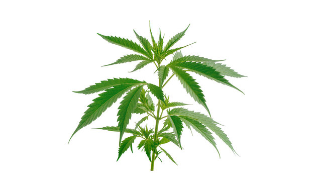 Isolated young green cannabis plant with fresh leaves, showing healthy growth and botanical detail