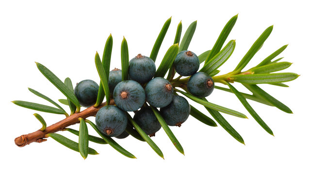 Isolated fresh juniper branch with ripe blue berries and vibrant green needles, close up