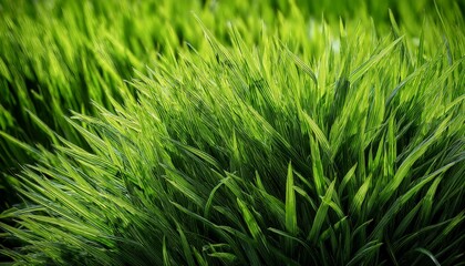 Fototapeta premium Rich Texture Of Manicured Green Grass