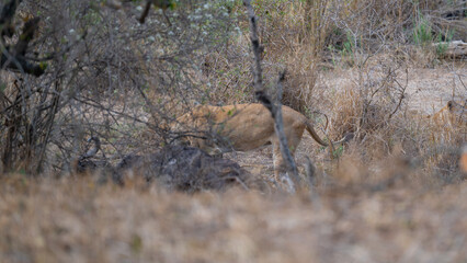 Löwen beim fressen nach einem Büffelriss im Busch vom Krüger National Park - Kruger Nationalpark Südafrika © Natascha