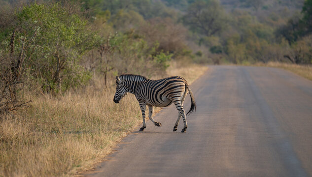 Zebra - Steppenzebra im Busch vom Kr&uuml;ger National Park - Kruger Nationalpark S&uuml;dafrika