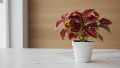 Fototapeta premium Vibrant artificial coleus foliage plant in a white ceramic pot standing on a clean white marble table surface, showcasing a minimalist modern home decor concept with bright light