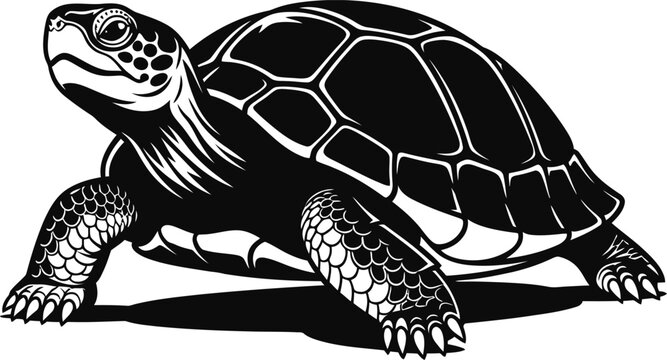 Black and white illustration of a detailed sea turtle.