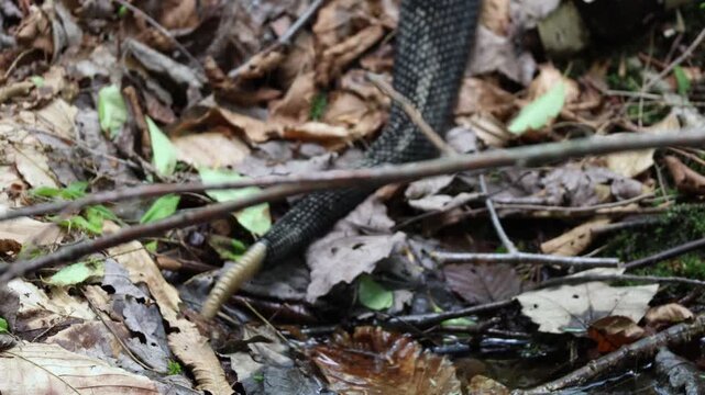 Timber rattlesnake rattle tail warns hikers to stay away