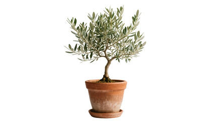 Isolated small olive tree in a rustic terracotta pot, elegant Mediterranean houseplant with green leaves © Ciara