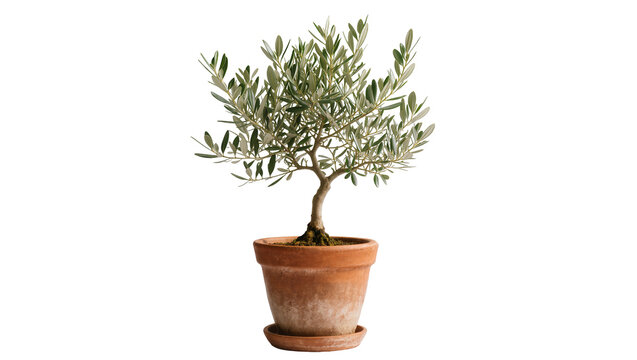 Isolated small olive tree in a rustic terracotta pot, elegant Mediterranean houseplant with green leaves