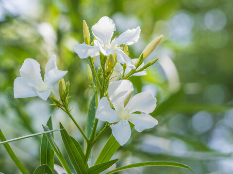 Fresh white oleander blooming in summer