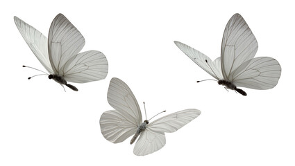 Isolated three white butterflies in various graceful flight poses, delicate wings with intricate patterns © Ciara