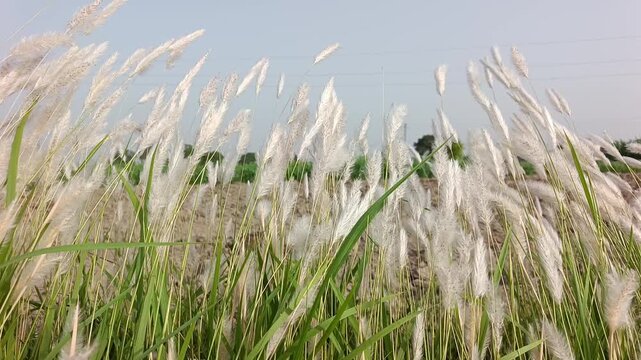 Kashful, also known as Kans grass or wild sugarcane, is a tall, perennial grass native to the Indian subcontinent, particularly prevalent in Bangladesh. It is recognized by its soft, white feathery.