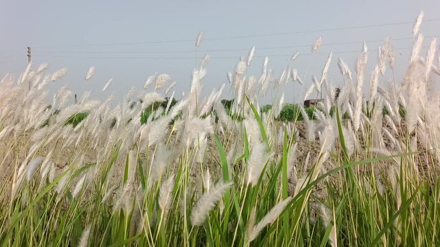 Kashful, also known as Kans grass or wild sugarcane, is a tall, perennial grass native to the Indian subcontinent, particularly prevalent in Bangladesh. It is recognized by its soft, white feathery.