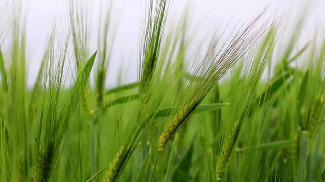 Young green ears of wheat rhythmically sway in a gentle light breeze. Scenic landscape of a vast farming field symbolizing natural freshness, ecology, and a rich future harvest. Quality stock video fo