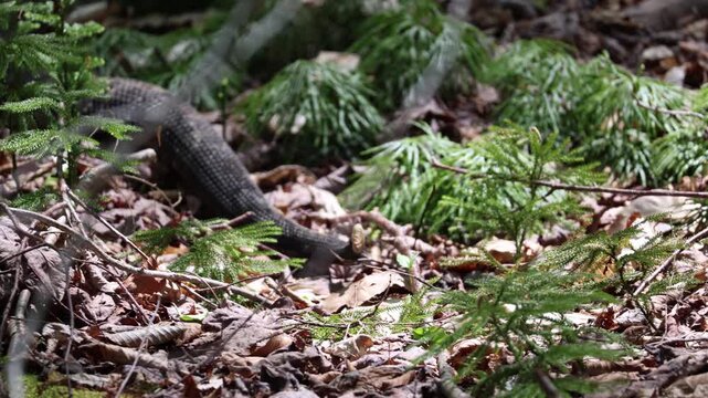 Rattle and tail end of a timber rattlesnake as it slithers out of sight