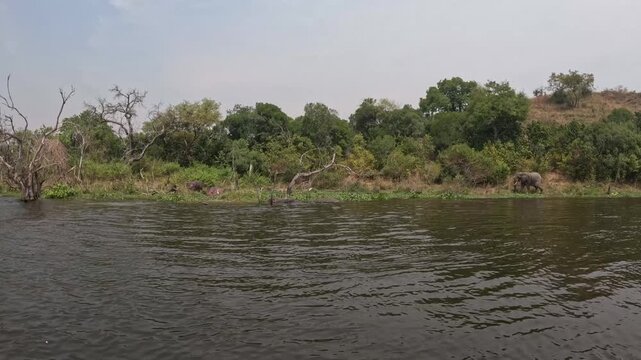 Scenic boat safari footage of elephants and hippos along the Nile in Murchison Falls Uganda, immersive African wildlife video
