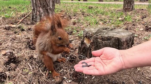 A red squirrel approaches a human hand near a tree stump in a forest park, carefully reaches forward, takes food with its tiny paws, and eats calmly. Man feeding a wild animal