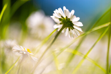 A macro close-up of a backlit daisy (Bellis perennis) taken from a low angle on a lawn with selective focus on a sunny day in May in Germany. © ON-Photography
