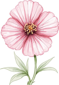 Pink Poppy Flower Botanical Illustration