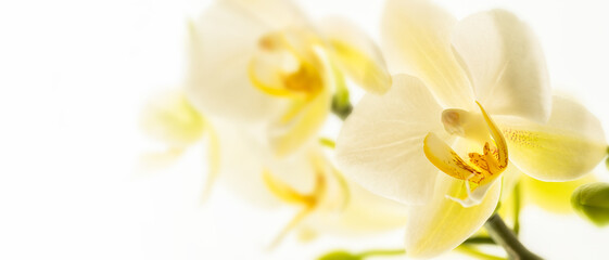 macro shot of white yellow moth orchid isolated on white background with sunlight, beauty in nature wallpaper decoration for cosmetics, spa  harmony or interior decoration © winyu