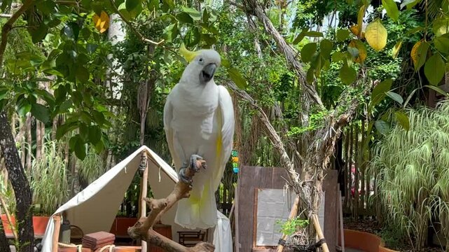 white parrot on a branch of a tree