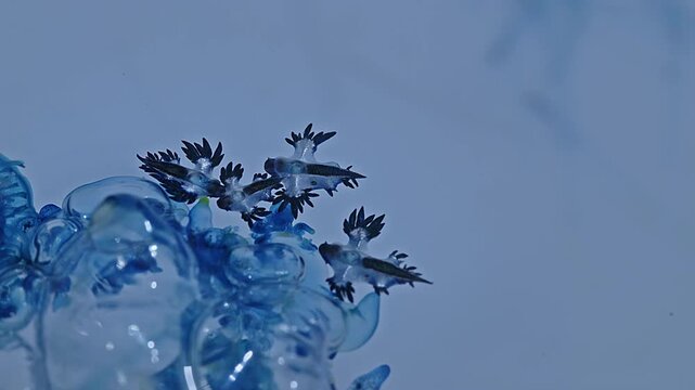 The beautiful Blue Dragons contain deadly poison from they eat the fire jellyfish. If they come into direct contact with them, they can cause a burning sensation, pain, or severe allergic reactions.