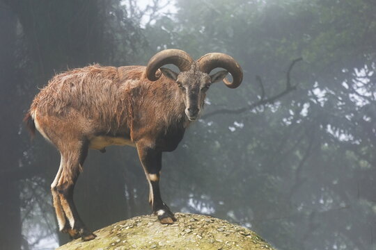 a male himalayan blue sheep or bharal (pseudois nayaur) in eastern himalaya, darjeeling. the bharal is a caprine native to the high himalayas