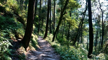 Obraz premium A sunlit dirt path winds through a dense lush forest of tall trees creating a tranquil and scenic woodland landscape