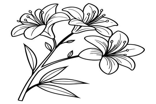 coloring page line art the mexican heather flower black vector