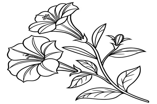 coloring page line art the mexican heather flower black vector