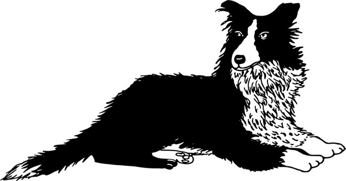 Border collie dog lying down on floor watching attentive linear design