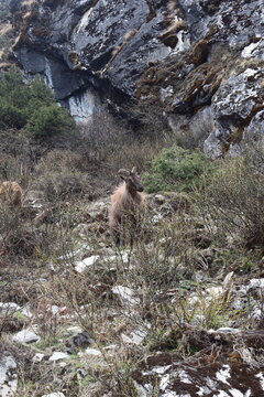 Solitary Himalayan Tahr in Dramatic Mountain