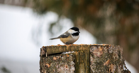 Black-capped chickadee perched on tree stump in snowy winter landscape © Claudia