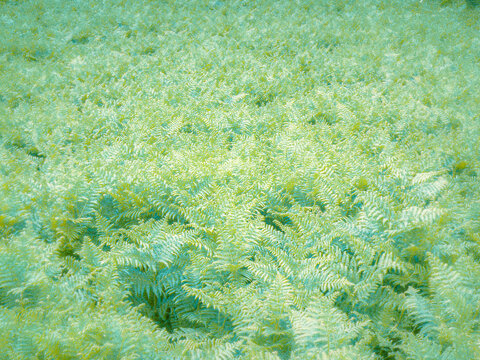 green moss on the rocks