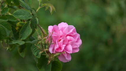 Fototapeta premium Rosa damascena. Damask rose. Oil-bearing rose. Bulgarian rose oil. 