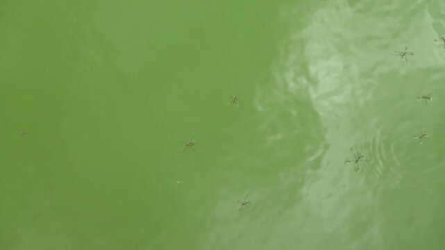 water striders on pond still water surface gerridae insects