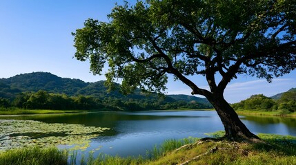 Fototapeta premium A majestic green tree overlooks a calm body of water surrounded by rolling hills under a clear daytime sky