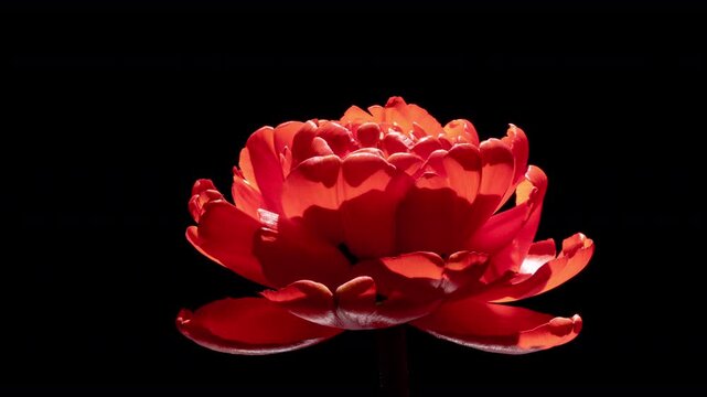 Romantic Red Tulip Opening in Timelapse With Dramatic Light