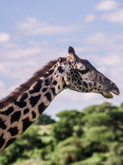 Obraz premium giraffe in the wild