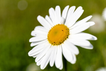 Fototapeta premium Vibrant white daisiy with sunny yellow center blooming in a green field. Macro