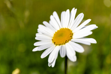 Fototapeta premium Vibrant white daisiy with sunny yellow center blooming in a green field. Macro
