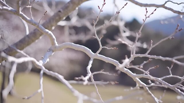 Closeup of a Kangaroo Hiding Behind Branches in Natural Habitat.