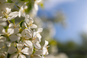Fototapeta premium White apple tree blossom branch under bright sunlight. Springtime blooming nature background for greeting card. High angle shot with soft morning light and blurred blue sky, floral design concept.
