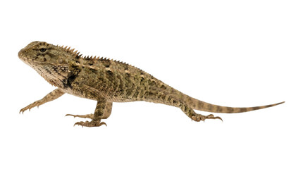 Fototapeta premium Oriental garden lizard walking on transparent background for biological study and tropical wildlife education.