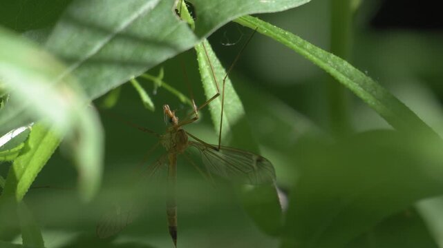 Still Crane Fly Resting on Green Plant - 4K Macro Wildlife Shot