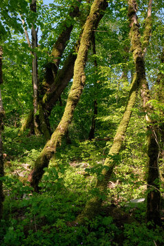 The area of Khosta Yew-Boxwood Grove. Sochi. Khostinsky district. Russia