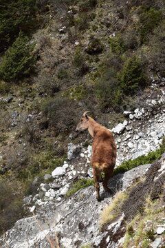 Wild Jharal in High Altitude Nepal Mountains