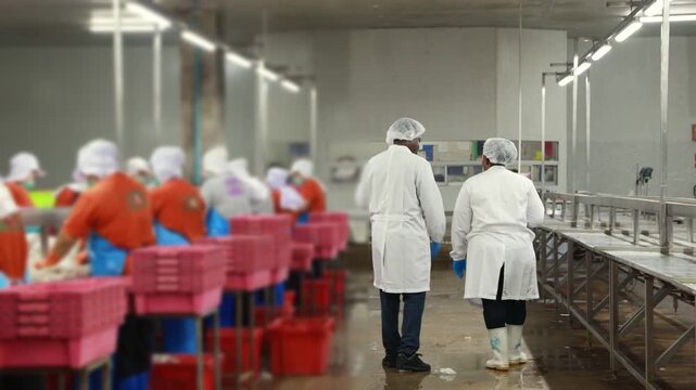 Rear view two African American supervisors man and woman heads fresh fish production line inspect the work process workers mackerel head cutting line standards canned fish factory.