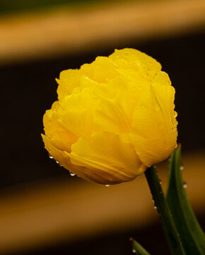 Tulip Close Up